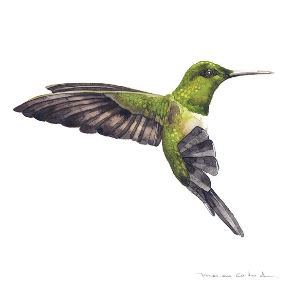 Colibrí verde, acuarela