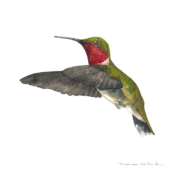 Colibrí rojo, acuarela