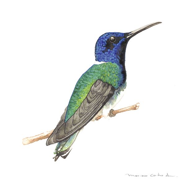 Colibrí azul, acuarela
