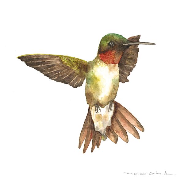Colibrí naranjo, acuarela