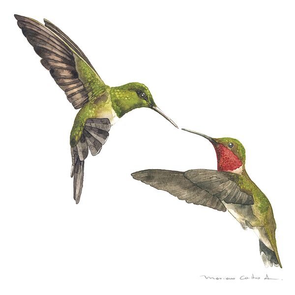 Colibríes pareja, acuarela
