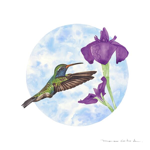 Colibrí circular 1, acuarela