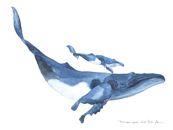 Ballenas, acuarela
